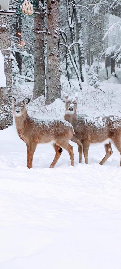 La Tremblante Bed and Breakfast Mont-Tremblant Buitenkant foto